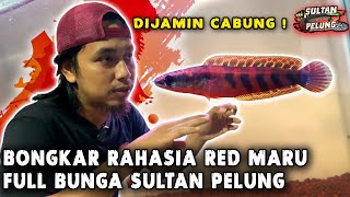 Gampang Treatment Dan Progress Baby Red Maru Full Bunga