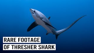 Sharks Under Threat: The Hunt For The Elusive & Endangered Thresher Shark