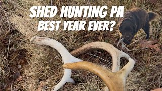 SHED HUNTING PENNSYLVANIA! Best Year Ever?