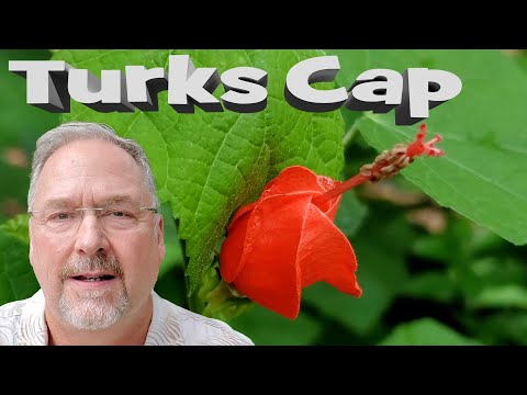 Video: Turk's Cap Lily Care - Petua Untuk Menanam Turk's Cap Lilies