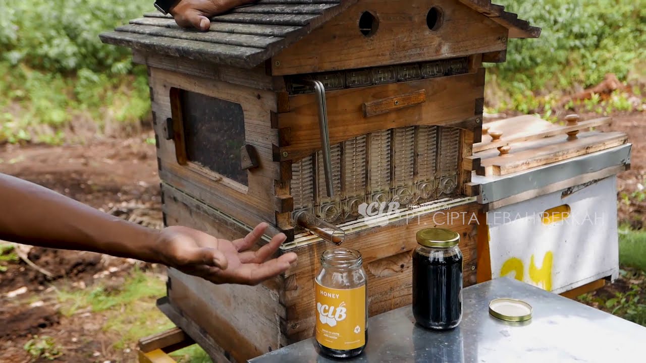 Panen Perdana Flow Hive MADU JAMBI !!