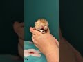 Pure love of the newborn kittens www.madeiravelvetpaws com