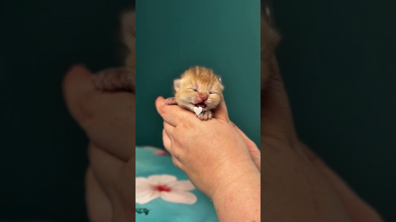 Pure love of the newborn kittens www.madeiravelvetpaws com