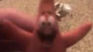 Nickelodeon Patrick Star figurine unboxing meme