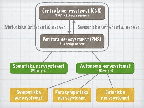 Video: Skillnaden Mellan Nervsystemet Och Det Endokrina Systemet