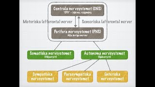 Nervsystemets funktionella indelning