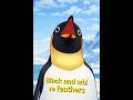 Penguin Adventure! 🐧 Learn About Penguins for Kids | Fun Animal Learning #preschoollearning