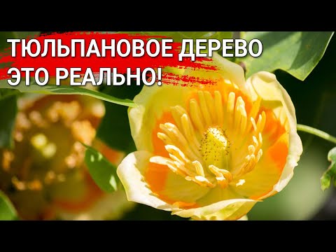 Видео: Тюльпанное дерево не зацветет: как долго оно будет цвести