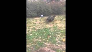 Bowmans Bullies Kujo And Apbt Myah