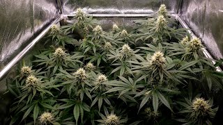 Lime-O-Rilla, Orange Juice & After Dinner Breath: Garden Update Ep#3