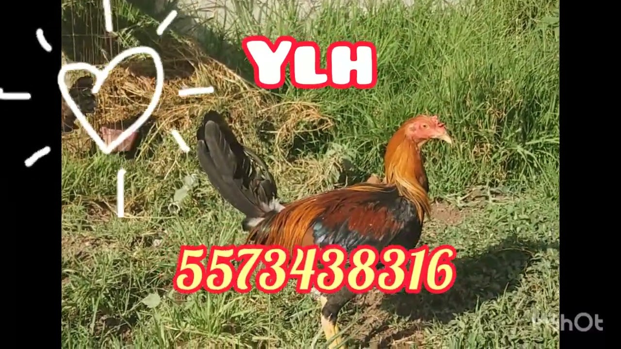 Yellow legged hatch (Tu eres partido FEFES) a la orden amigos........