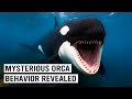 They Filmed Orcas For 20 Years And This Is What They Found 