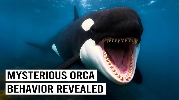 They Filmed Orcas For 20 Years And This Is What They Found...