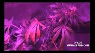 Greenhouse Cannabis High yield hydroponic LED grow light