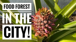 🍍 FOOD FOREST in South Florida! URBAN GARDEN in Cape Cora! #foodforest #garden