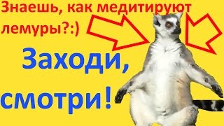 Лемуры медитируют. Бабка танцует тверк. Лев смеется. Лемуры медитируют. Бабка танцует тверк. Лев смеется.