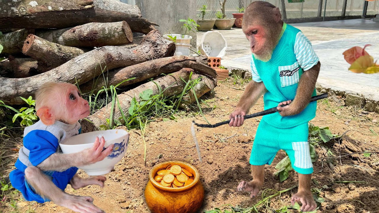 Video compilation! CUTIS & funny baby monkey secretly have special treasure 🤩