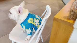 dog blue flower pullover sweater