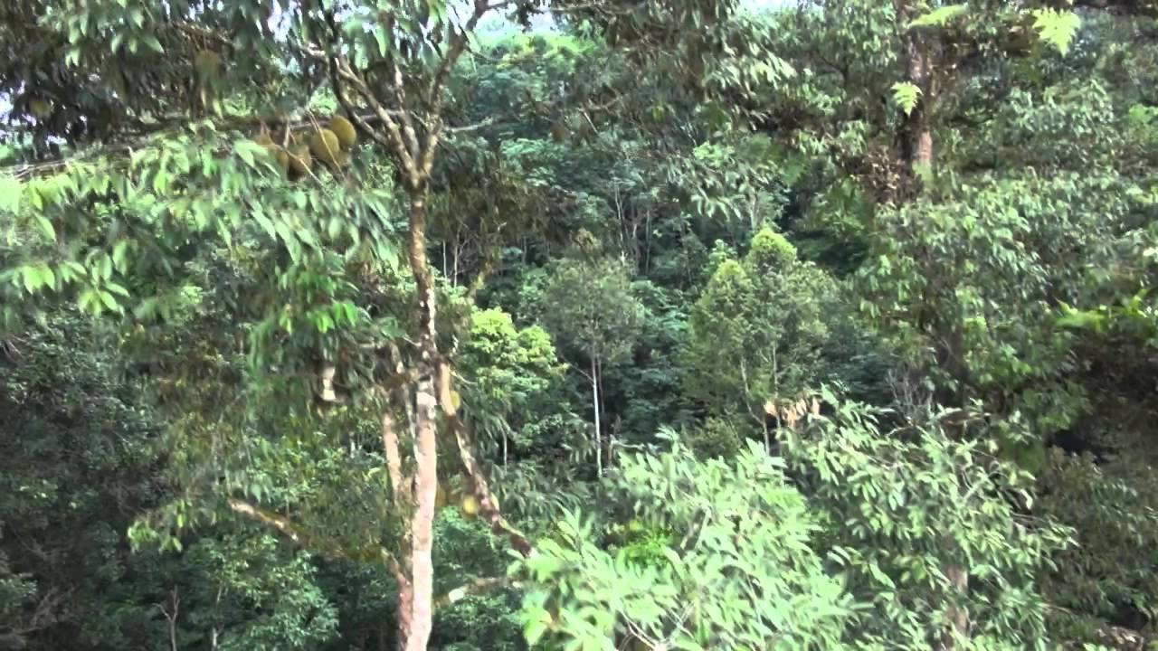 Dusun Durian Sungai Gabai Hulu Langat Aerial Videography 