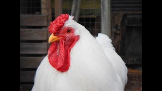 This Chicken Lived For 18 MONTHS Without a Head 😱🐔 | TRUE Story