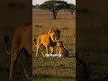 Lions &amp; Cheetahs Playing Together? Rare Big Cat Behavior!
