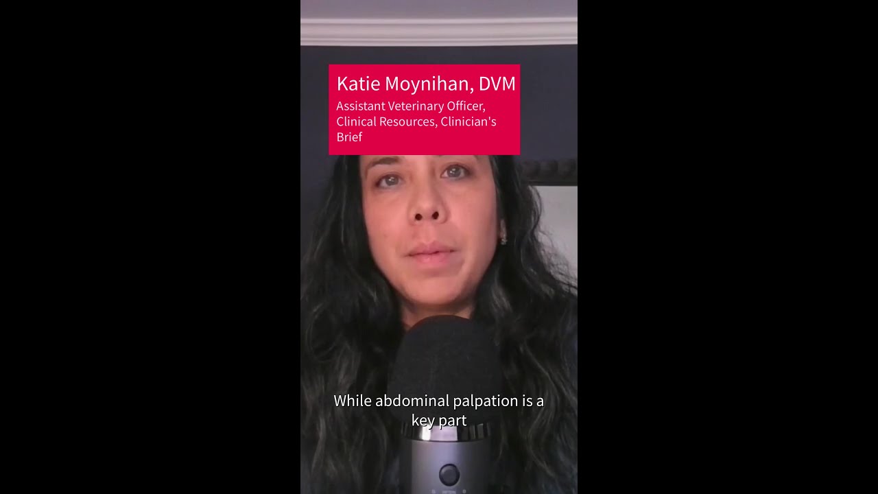 Daily Rounds: Abdominal Palpation in Dogs & Cats