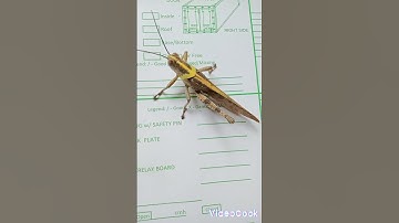 Admirable Grasshopper Jumping Away After Resting ##viral #shortsvideo #youtube