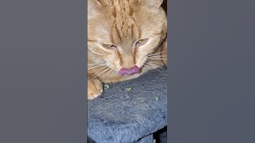 Is Fresh Catnip the Secret to Sunshine