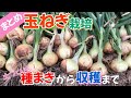 【まとめ】玉ねぎ栽培　種まきから収穫まで　2023年～2024年