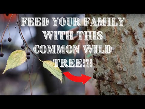 วีดีโอ: น้ำตาล Hackberry ข้อเท็จจริง - ข้อมูลเกี่ยวกับการปลูกผลไม้ Hackberry น้ำตาล