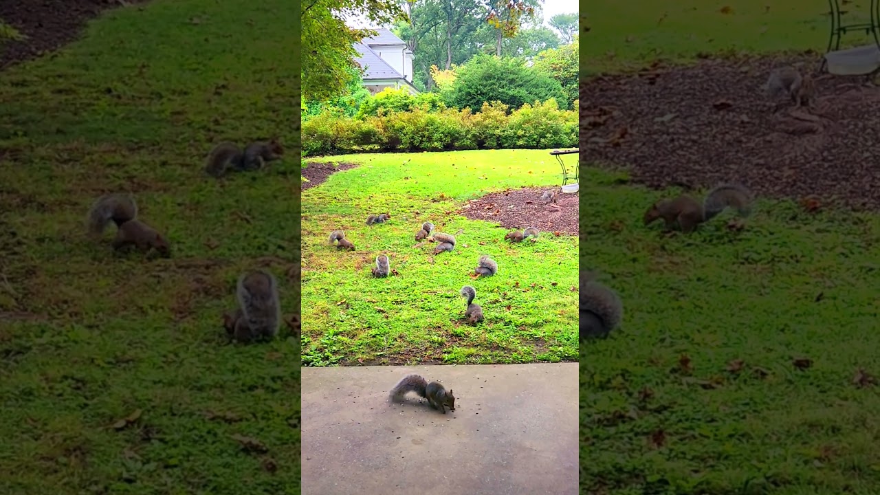 Watch 10 Squirrel Party 🥳 🐿 on YouTube Watch 10 Squirrel Party 🥳 🐿 on YouTube