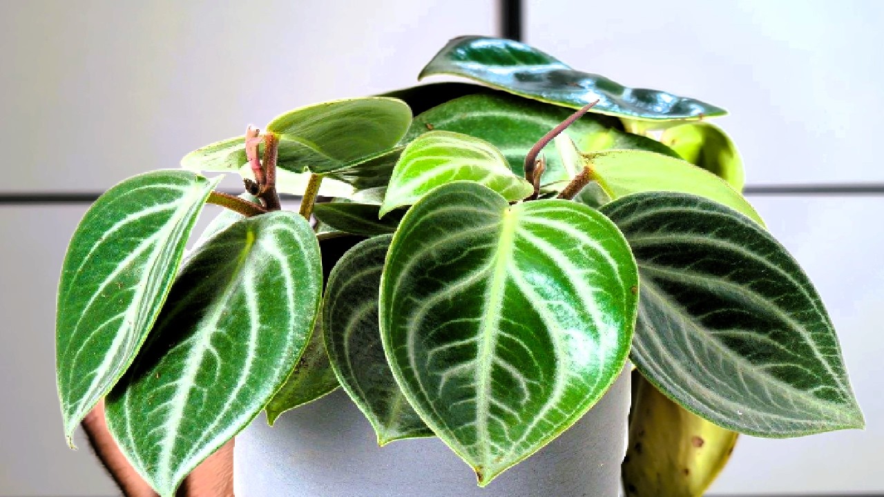 PEPEROMIA SARCOPHYLLA y sus cuidados.