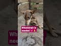 we need $500 to buy a wheelchair .donate if you can 🙏💗#usa #mexico #doglife #germany
