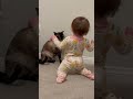 Siamese Cat Smacks Toddler On The Head For Being A Pest Siamese Cat Smacks Toddler On The Head For Being A Pest