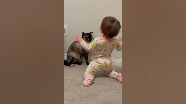Siamese cat smacks toddler on the head for being a pest!