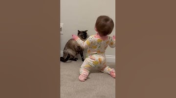 Siamese cat smacks toddler on the head for being a pest!