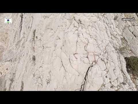 پۆلیسی دارستان دەڵێن بەردەوامین لە پاراستنی کەڵە کێویەکان