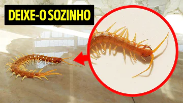 O que fazer para acabar com as centopeias?