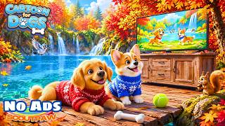 Download Lagu 🔴 [NO ADS] 24/7 Live Dog Cartoon TV 🐶 TV for Stressed Dogs－Boredom Busting Videos & Music for Dogs