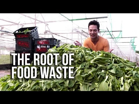 The Root Of