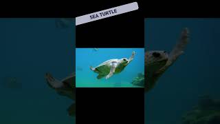 ❤️Friends from the Ocean! #2 | Animation Book
