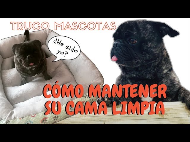 pasillo salario Nadie CÓMO LIMPIAR CAMA MASCOTA | Truco fácil para mantener la limpieza - YouTube