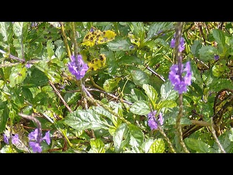 Video: Wat is 'n sleepverbena – Sleeping Verbena Plant Care And Info
