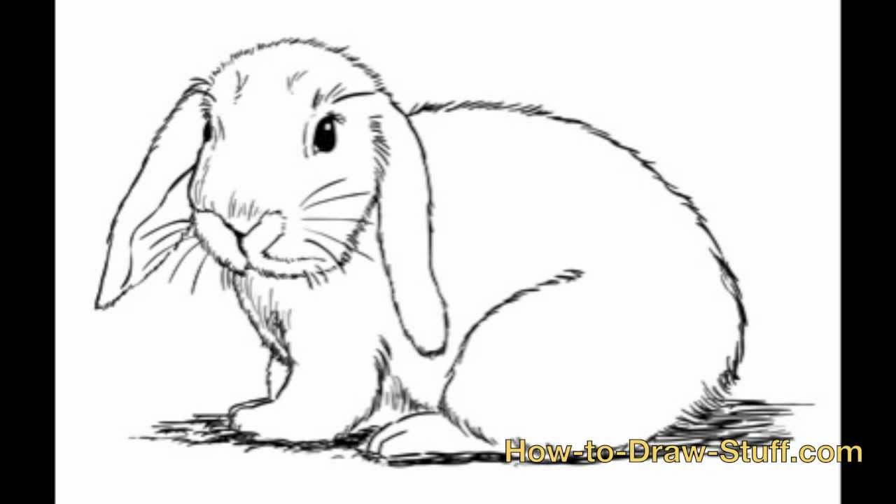 How to Draw Bunny Step by Step - YouTube