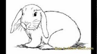 draw bunny step rabbit drawing easy realistic sketch drawn line cartoon drawings rabbits sketches pencil splendi paintingvalley coloring watercolor explore