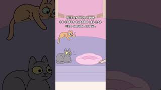¿Tu gato ignora la camita o la estrena de inmediato? 🐾 #gatos #gato #gatitos