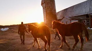 SUFFOLK PUNCH DRAFT HORSES: Learning How To Follow / Making New Friends