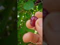 Вишня польза Food Reels ягода кулинарнаямагия Вишня польза Food Reels ягода кулинарнаямагия