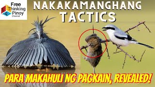 Hunting Teknik ng IBON upang humuli ng Pagkain | Amazing Predatory Skills Birds