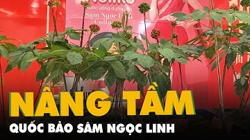 Bàn cách nâng tầm quốc bảo sâm Ngọc Linh thành thương hiệu quốc gia